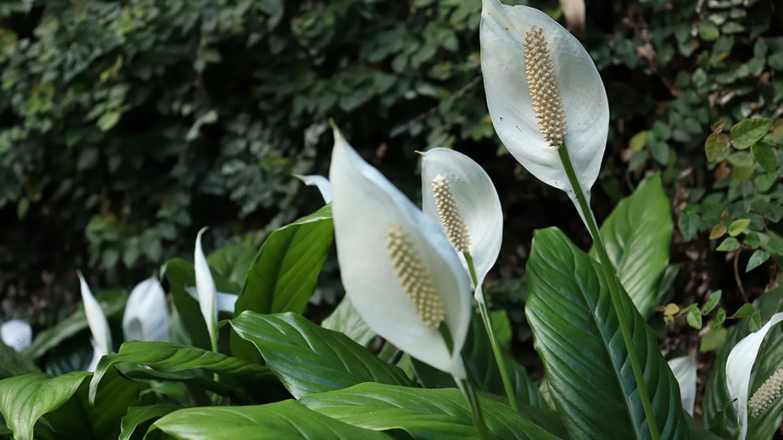 Planta