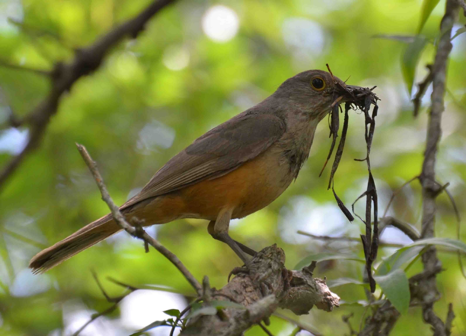 Turdus-rufiventris.Esperanza.07-11-2015._baja.9159-2-scaled