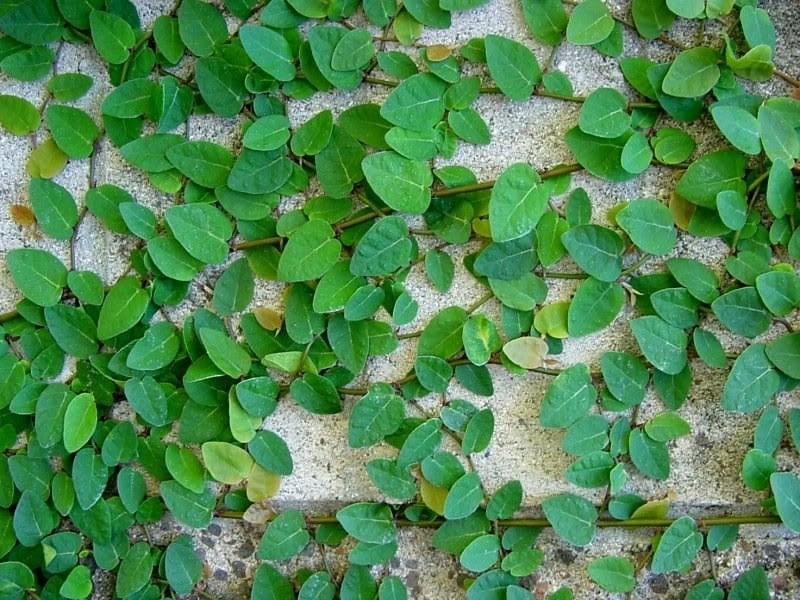 enamorada del muro 1