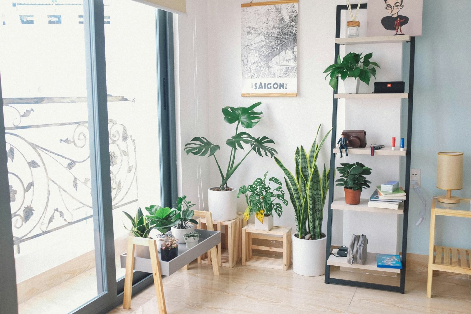feng shui plantas 1