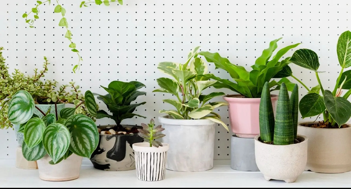 feng shui plantas 2