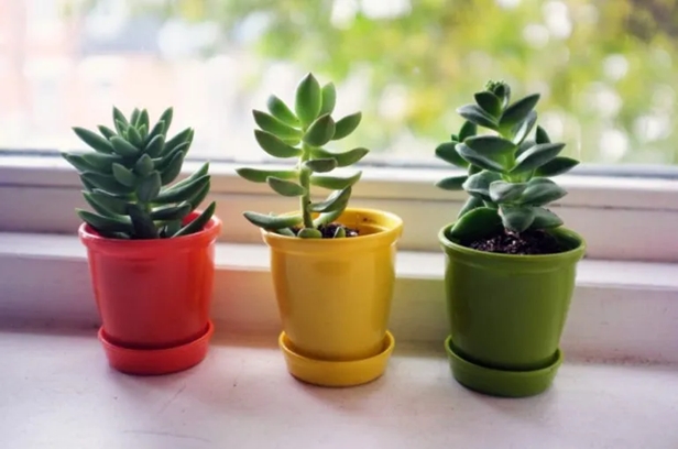 feng shui plantas 3