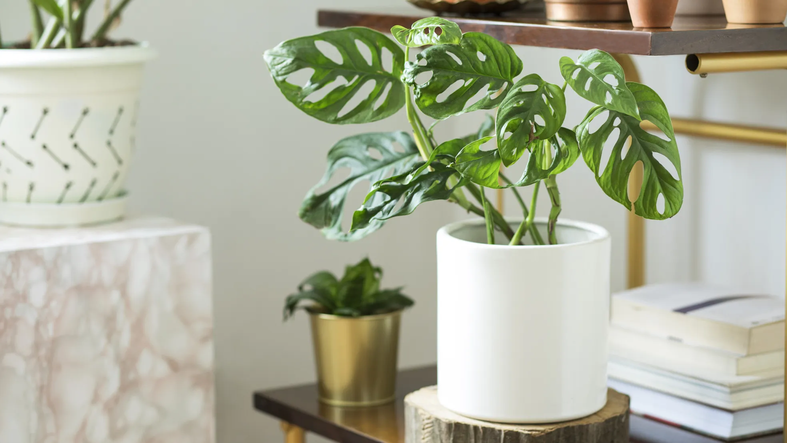feng shui plantas