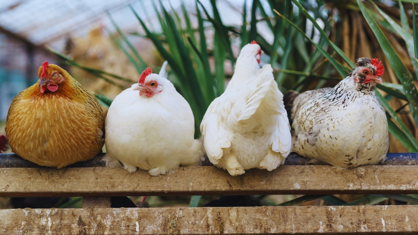 Algunas-curiosidades-de-las-gallinas-que-te-sorprenderan-1