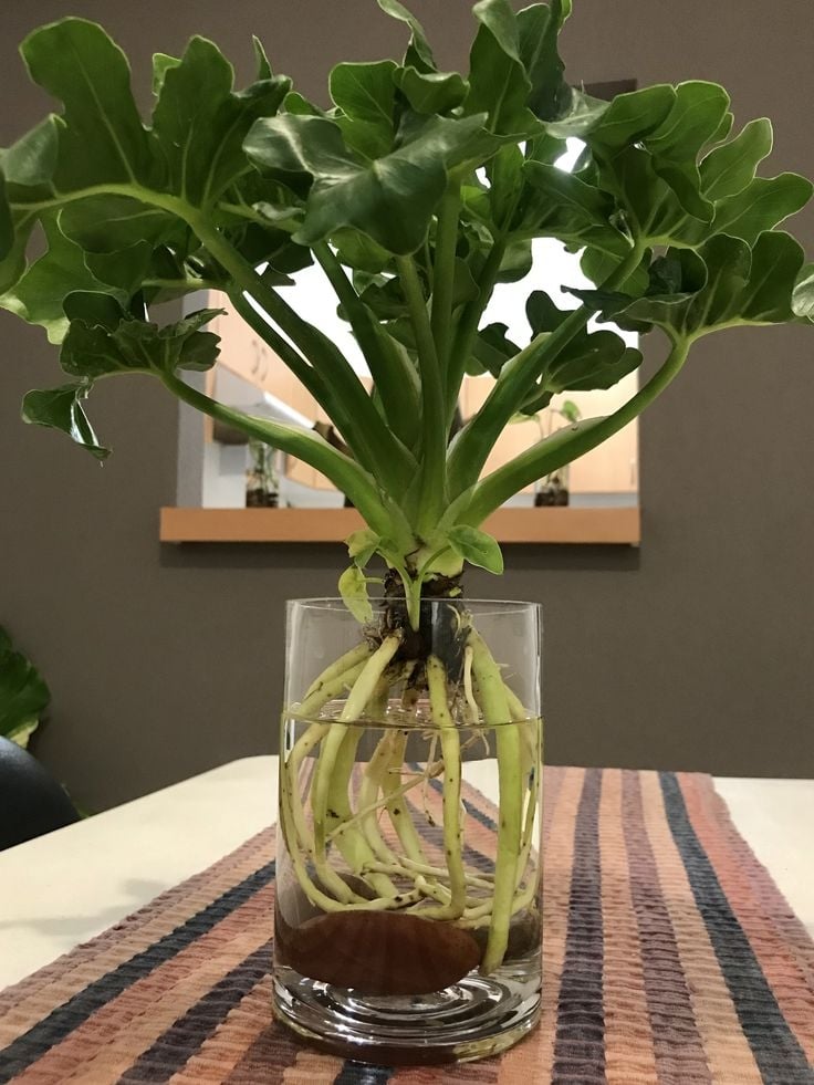 philodendron misionero fuente pinterest