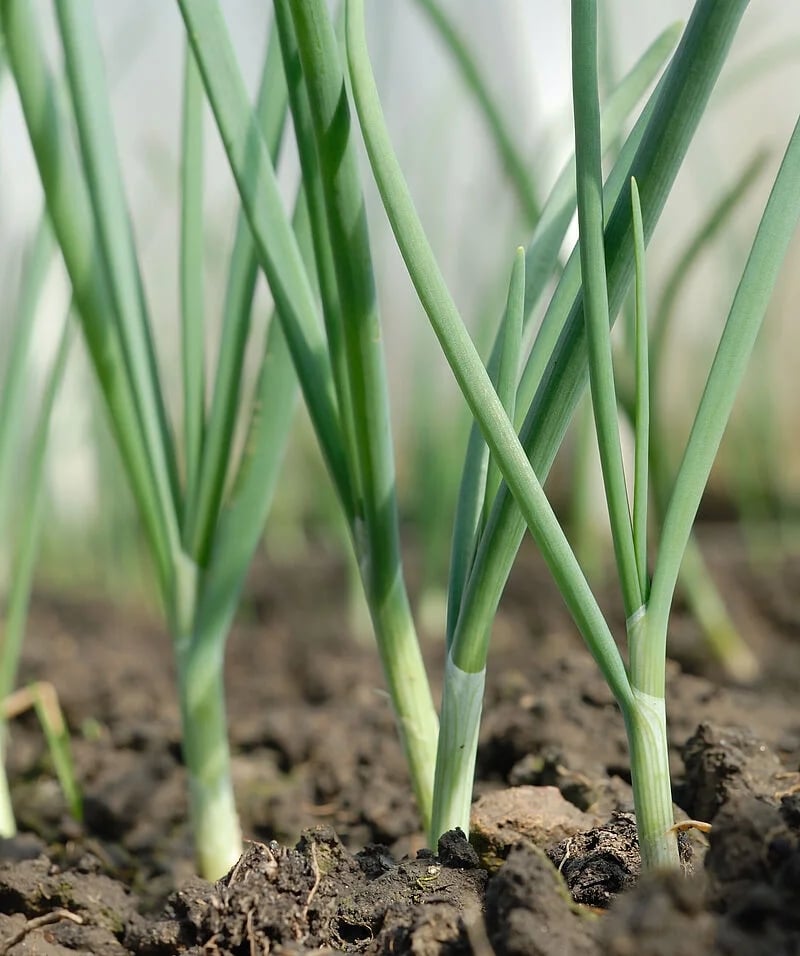 csm_Onion_crop_c23c966b68