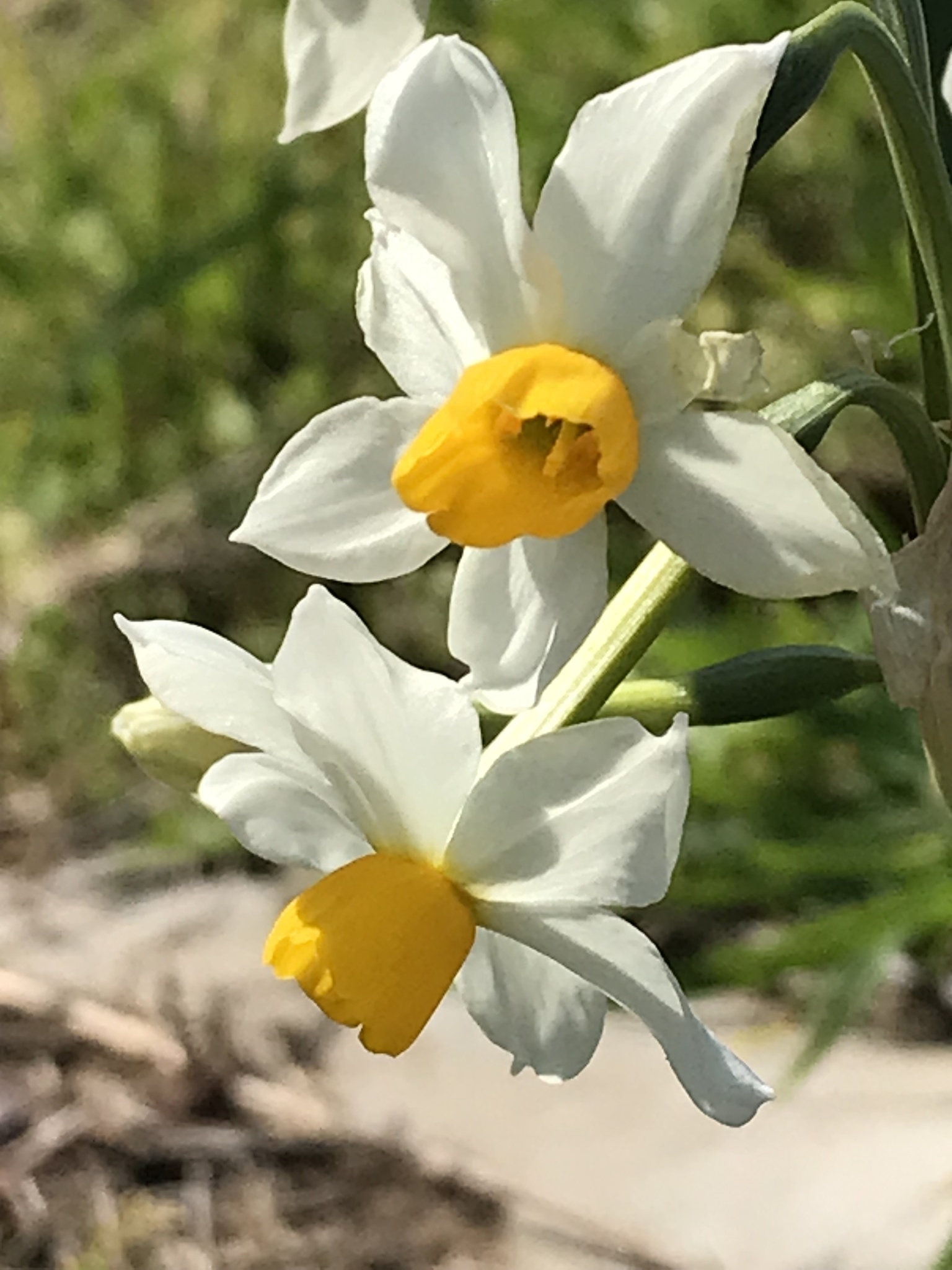 narciso 1