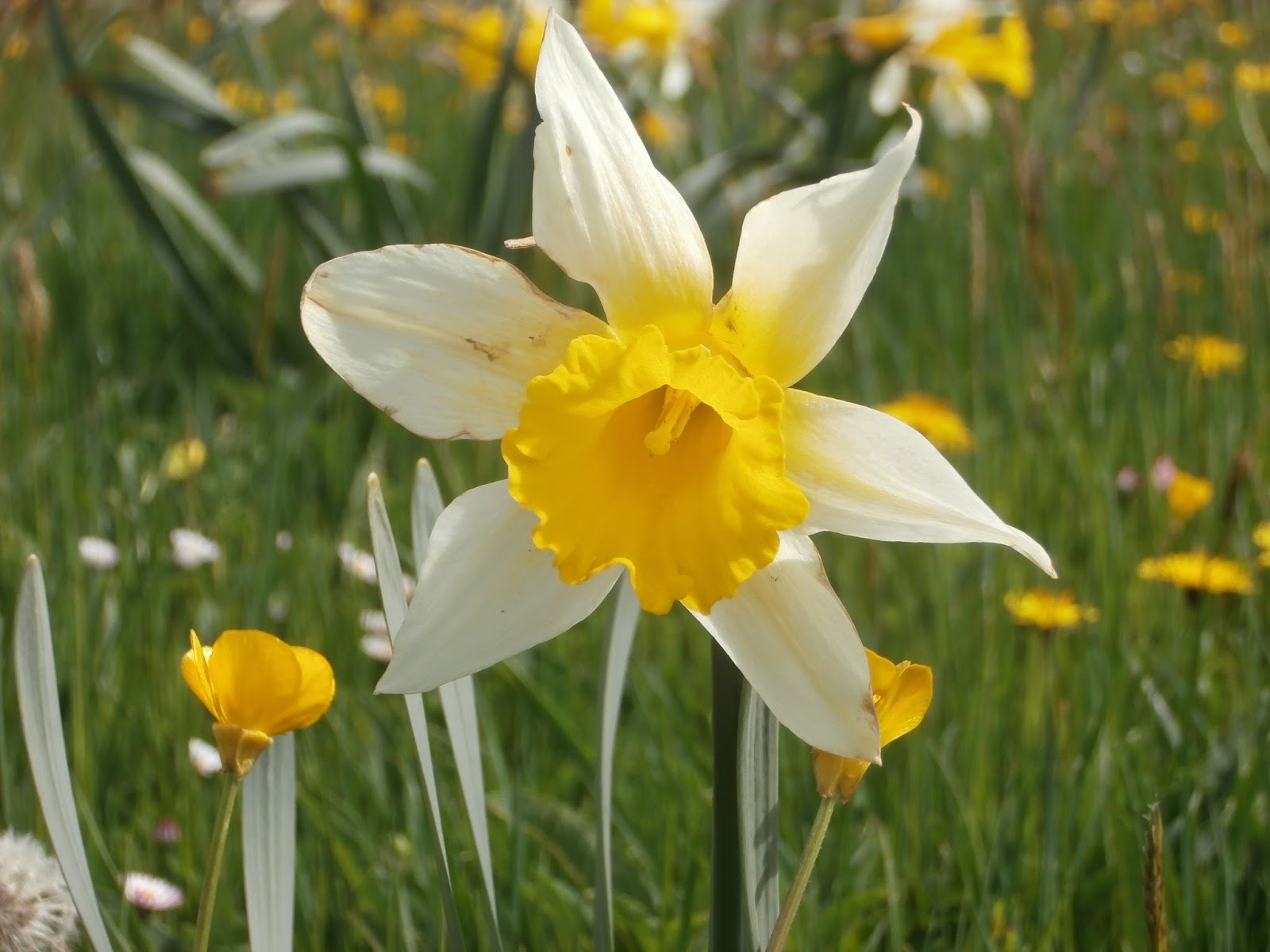 narciso 2