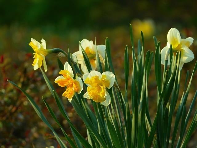 narciso 3