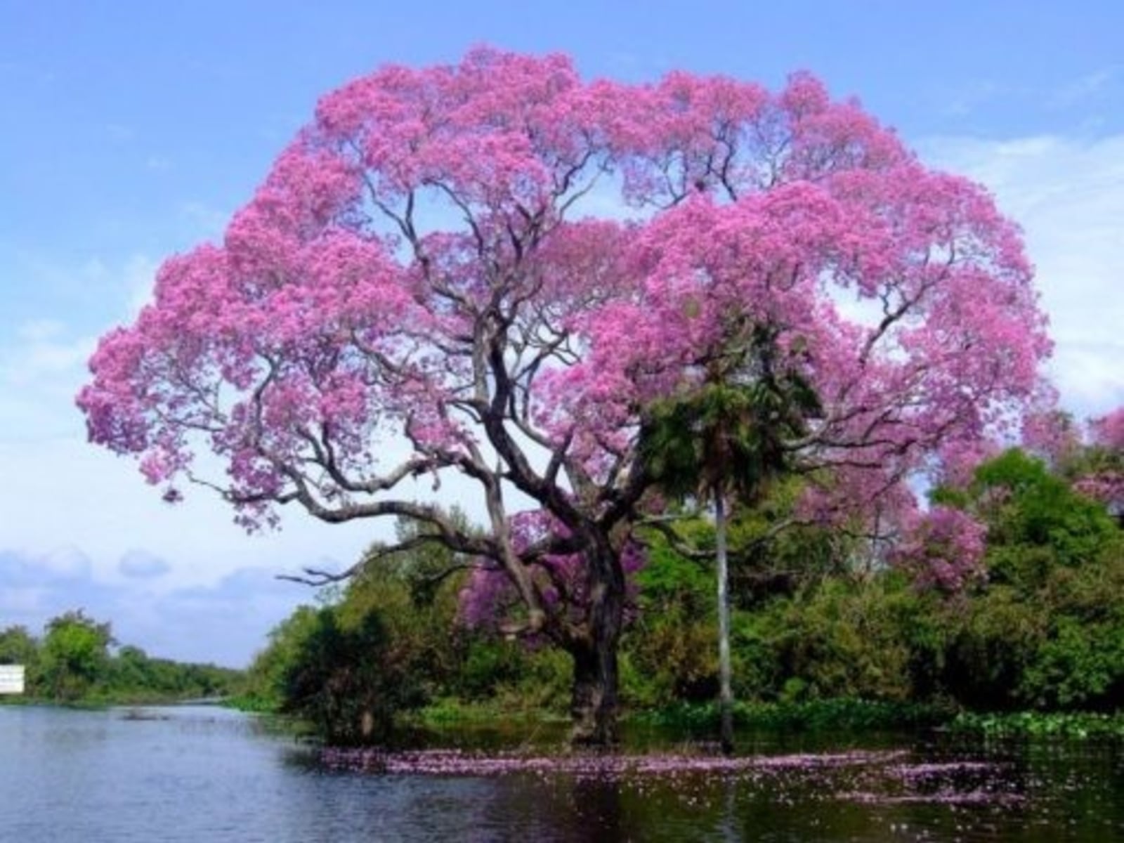 lapacho rosado 1