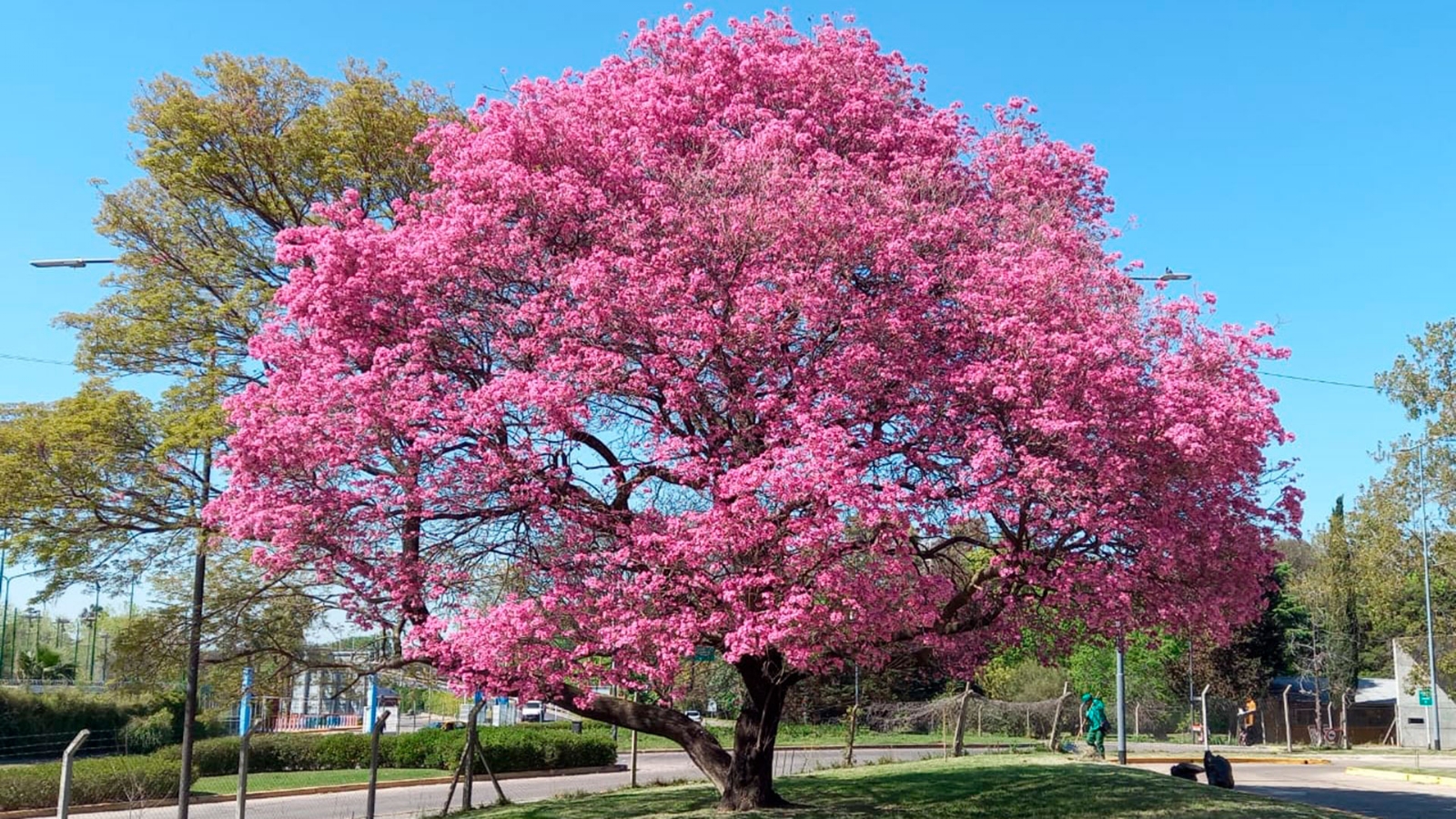 lapacho rosado 2