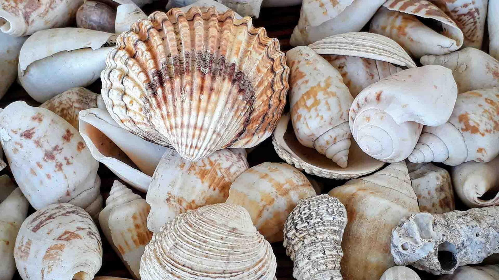 Caracoles