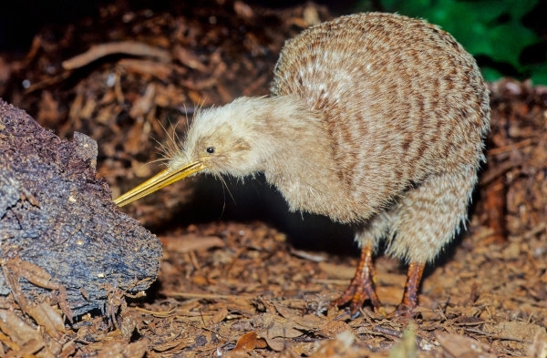 o-kiwi-uma-ave-que-e-simbolo-da-nova-zelandia-encontra-se-em-ameaca-de-extincao