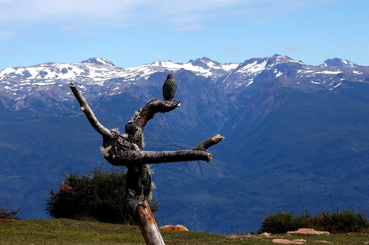 El_Bolsón,_Cerro_Piltriquitron_-_Patagônia_Argentina