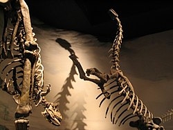 Musée_paléontologique_Egidio_Feruglio_Trelew_Argentine