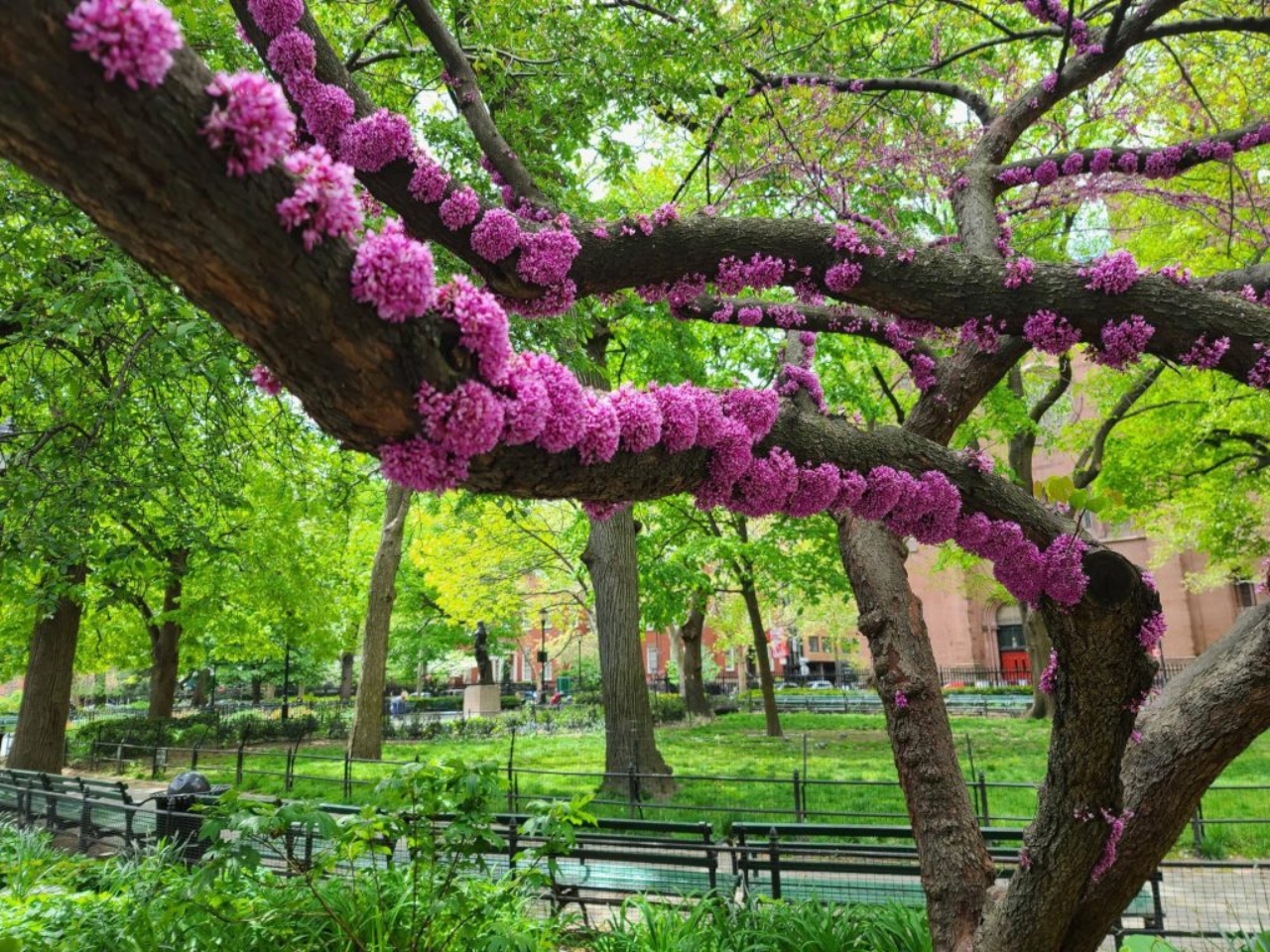 Cercis-siliquastrum-arbol-del-amor-01-1024x768(1)