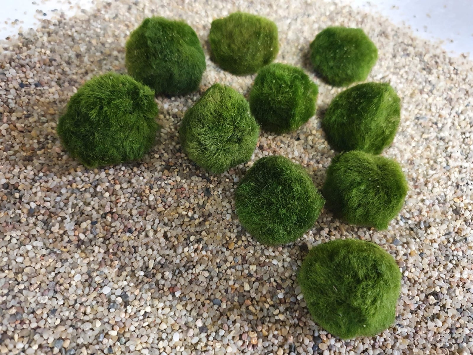marimo