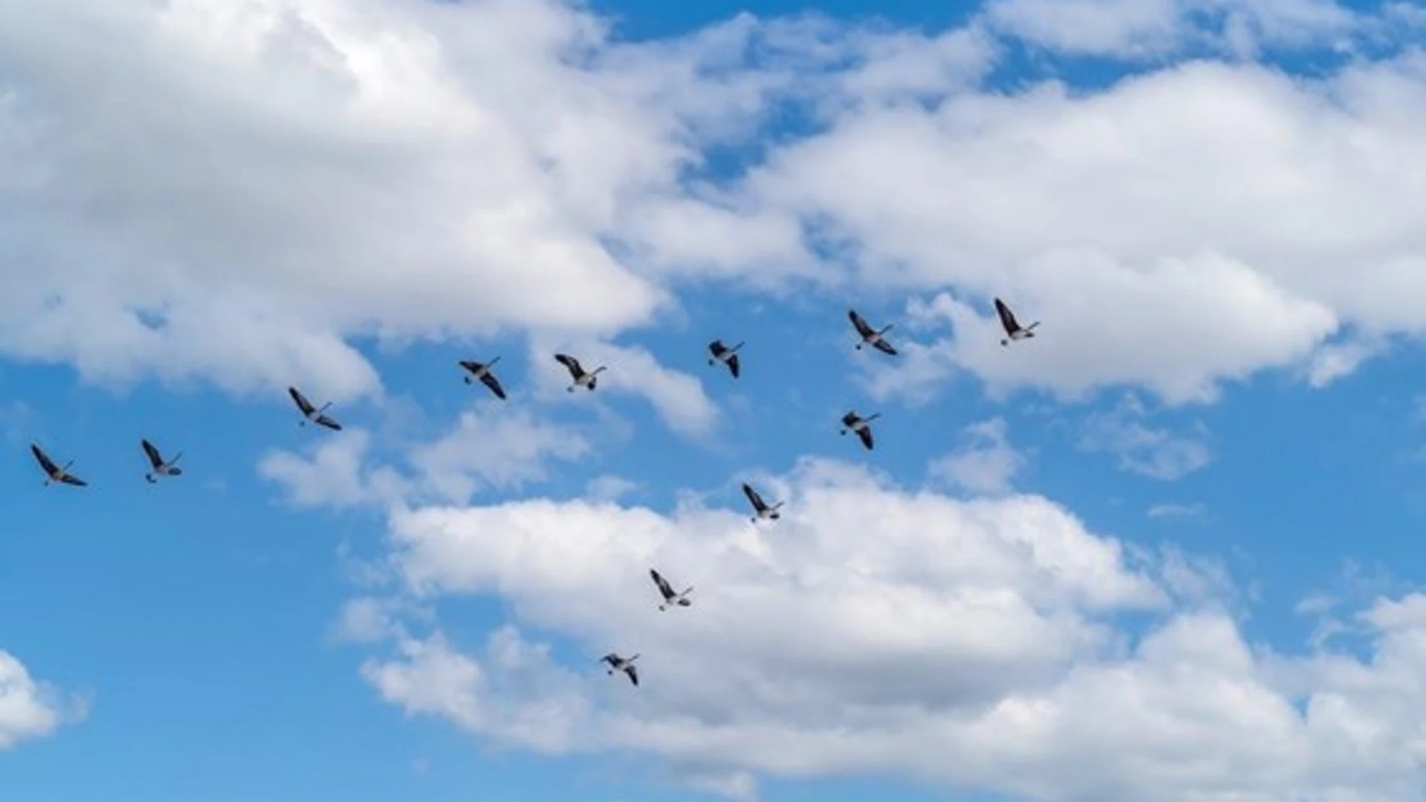 aves-volando_98