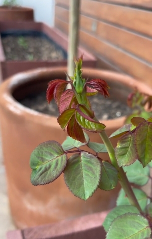 plantas4