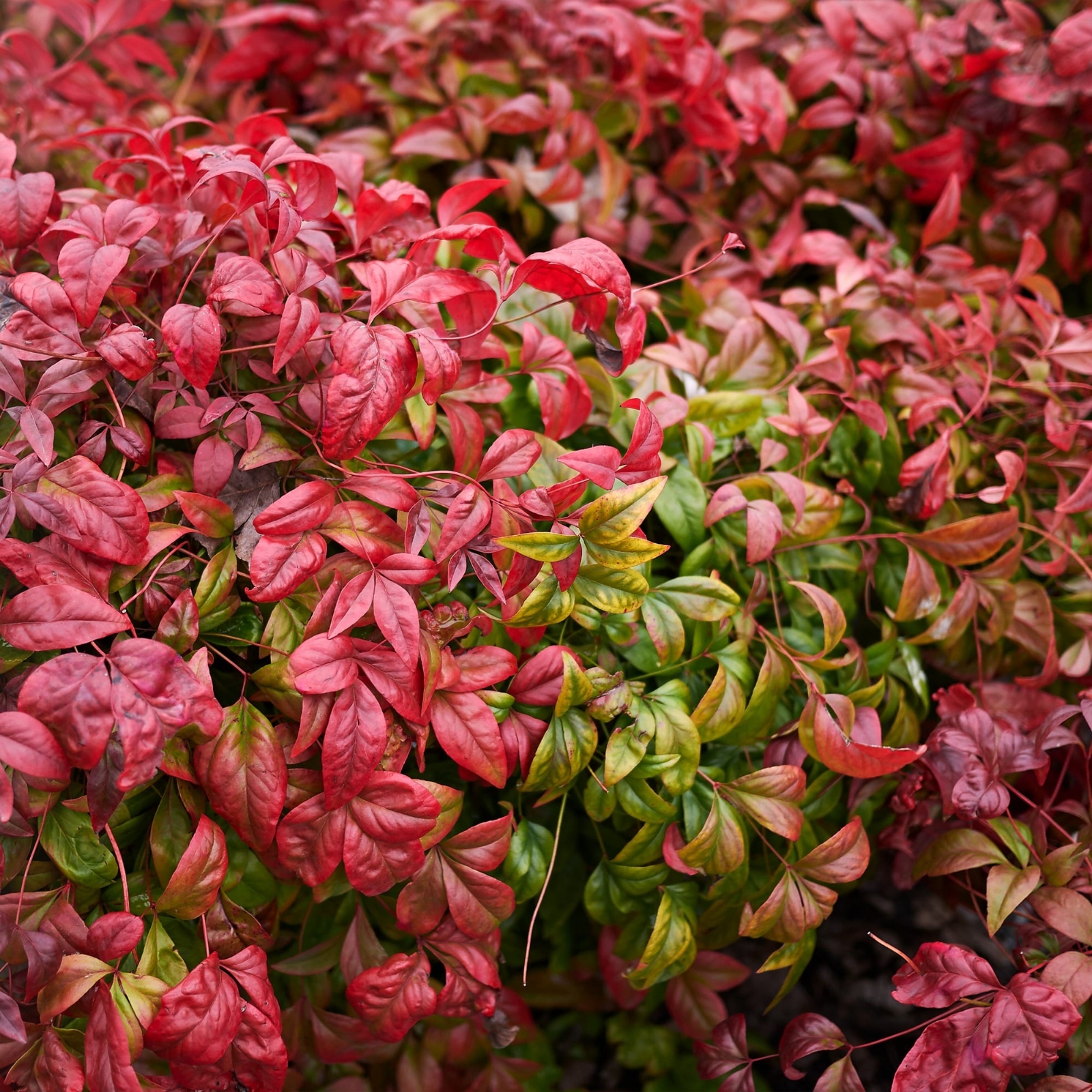 Planta