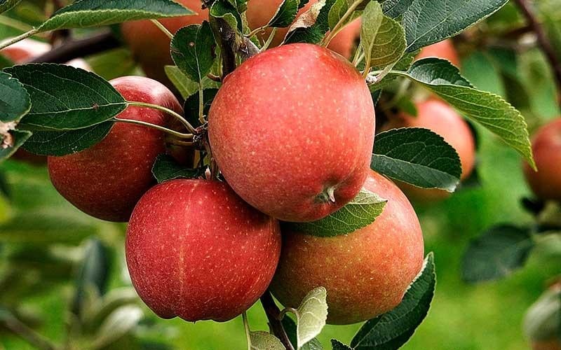 manzana 1