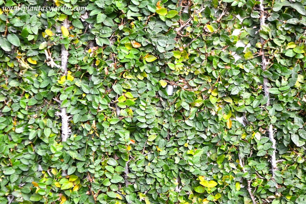 enamorada del muro 2