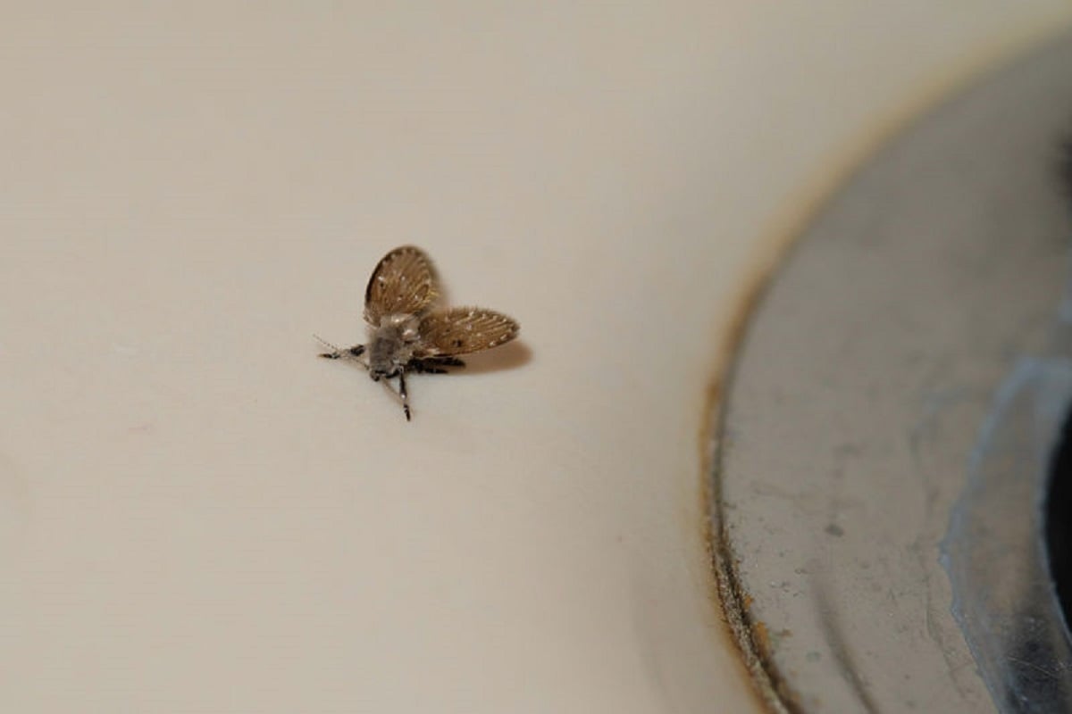 Mosquitas