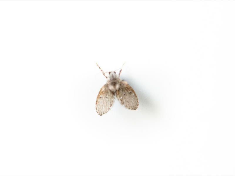 mosquitas1