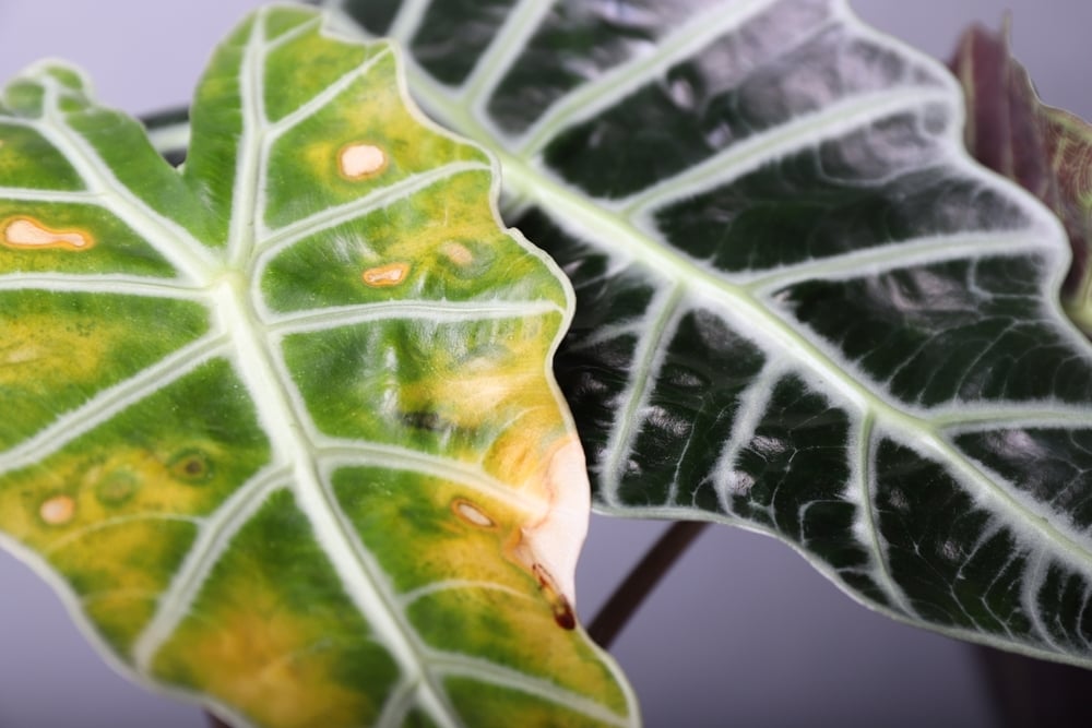 alocasia-amazonica-hojas-amarillas