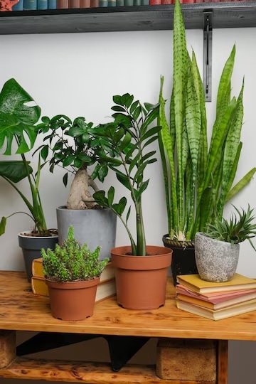 Plantas 4