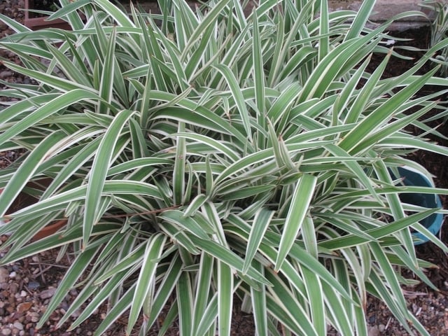 plantas balcon 1