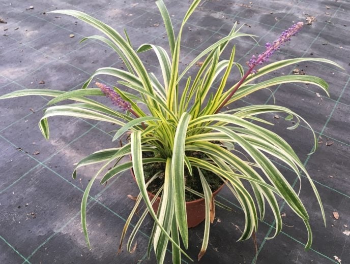 plantas balcon 2