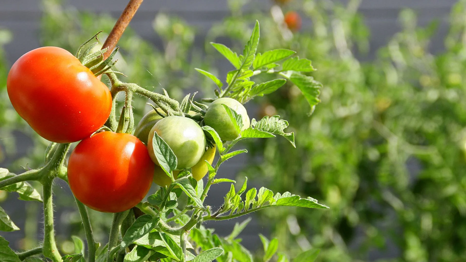 tomate