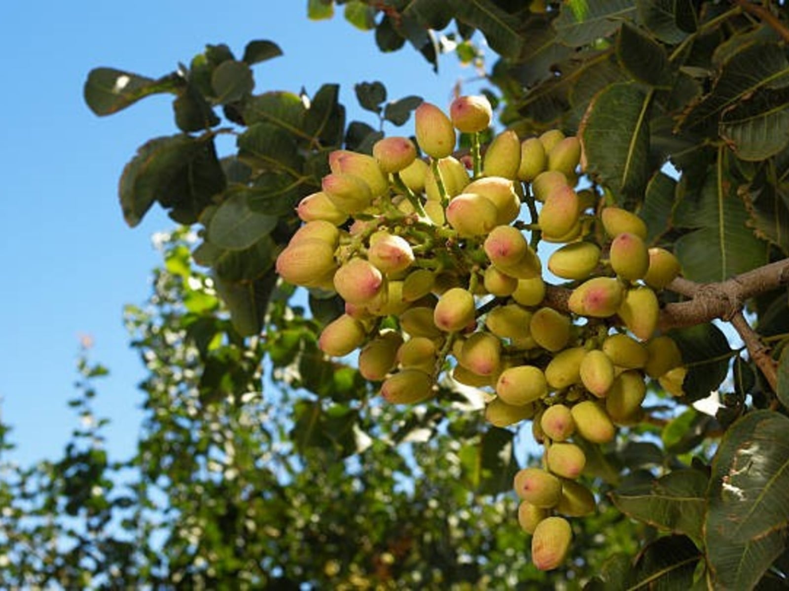 pistacho 1
