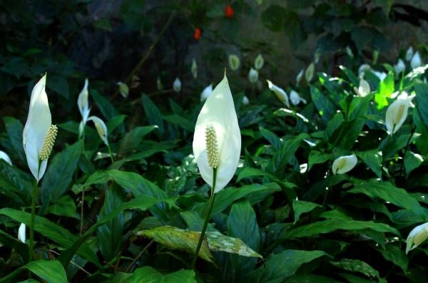 lirio de la paz fuente ecologia verde
