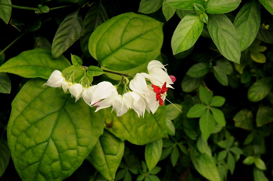 clerodendrum-thomsoniae1