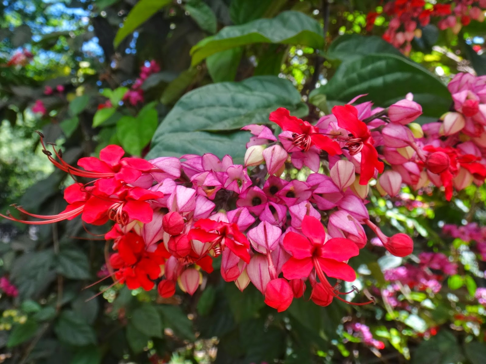 clerodendro-vermelho (23)