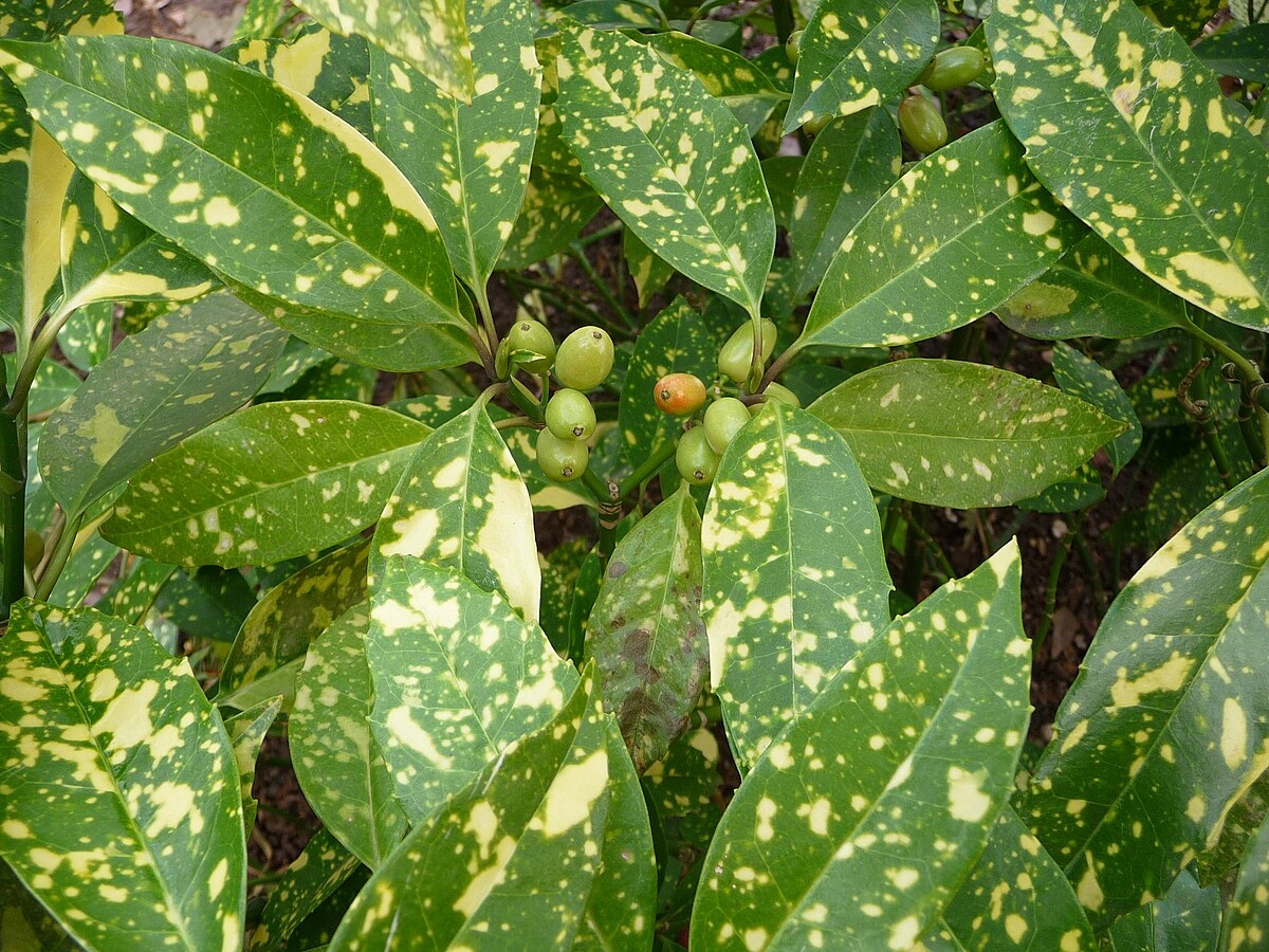 Aucuba_japonica_Beeren