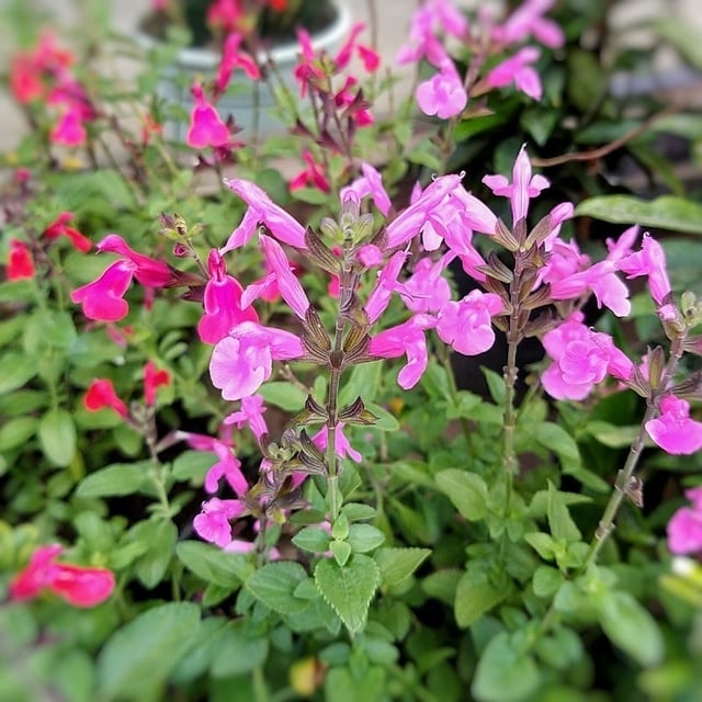salvia-greggii-31-7b1ca15ff1513f743016053639894490-640-0
