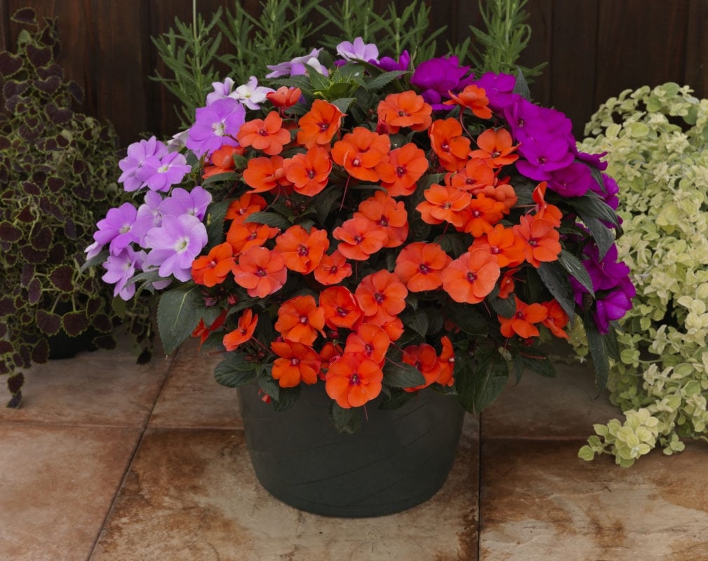 sunpatiens