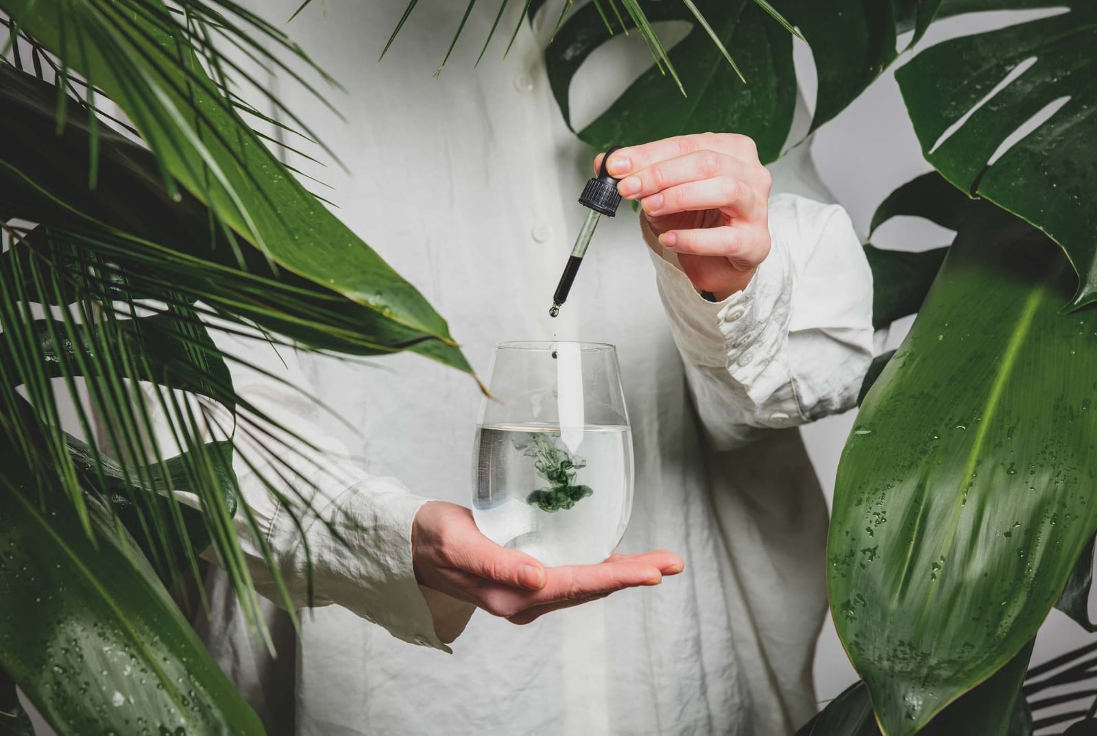 plantas