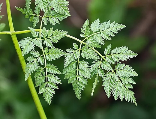 cicuta 3