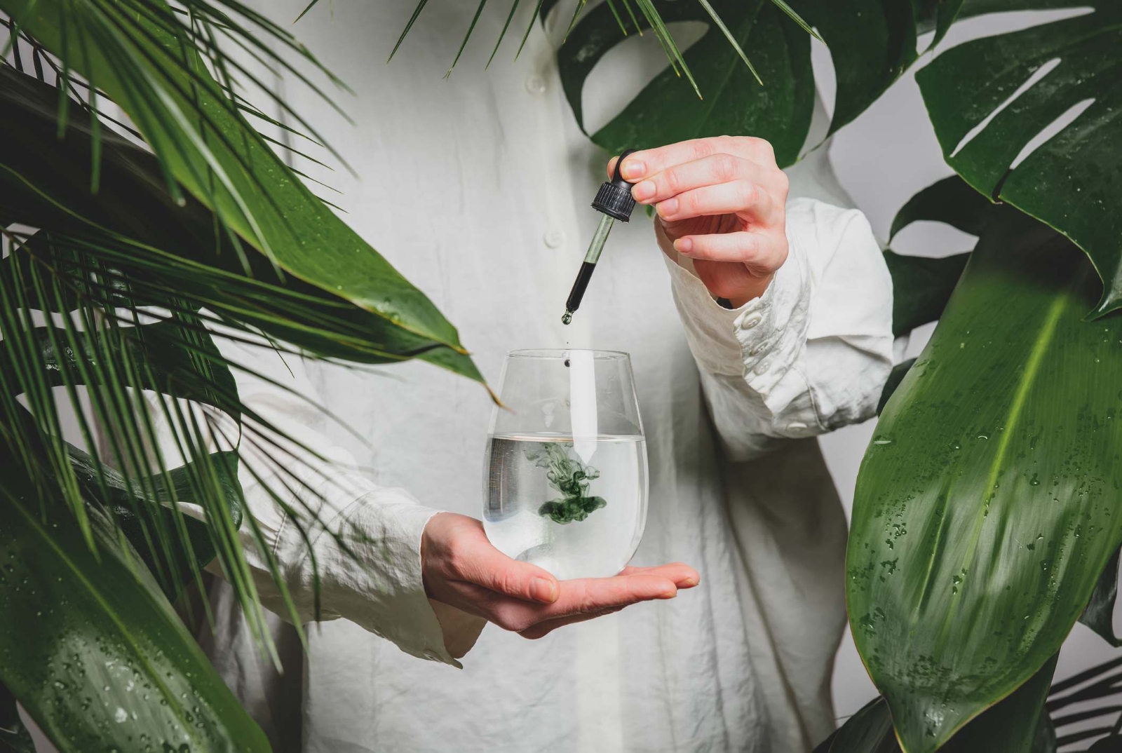 plantas