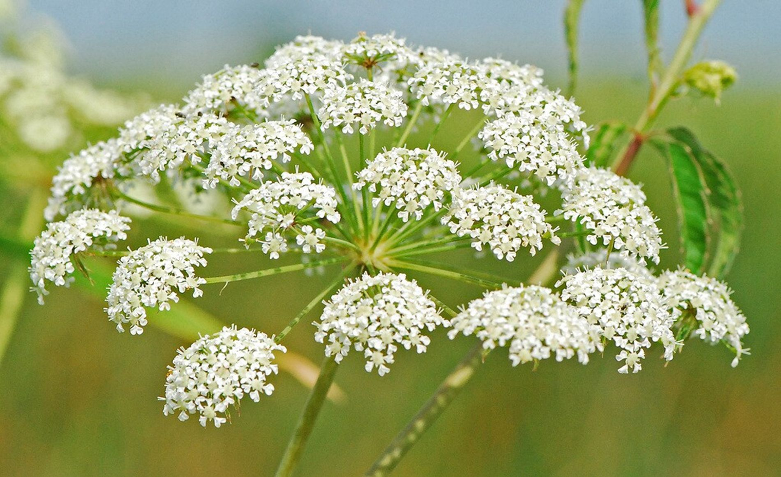 cicuta