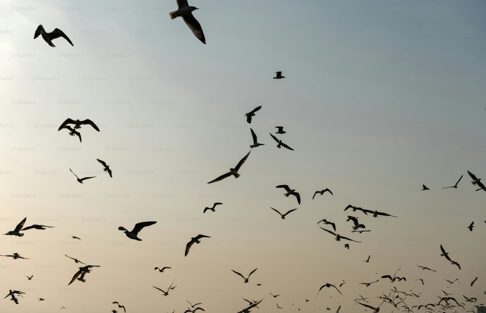 premium_photo-1726869758826-2d552a376264
