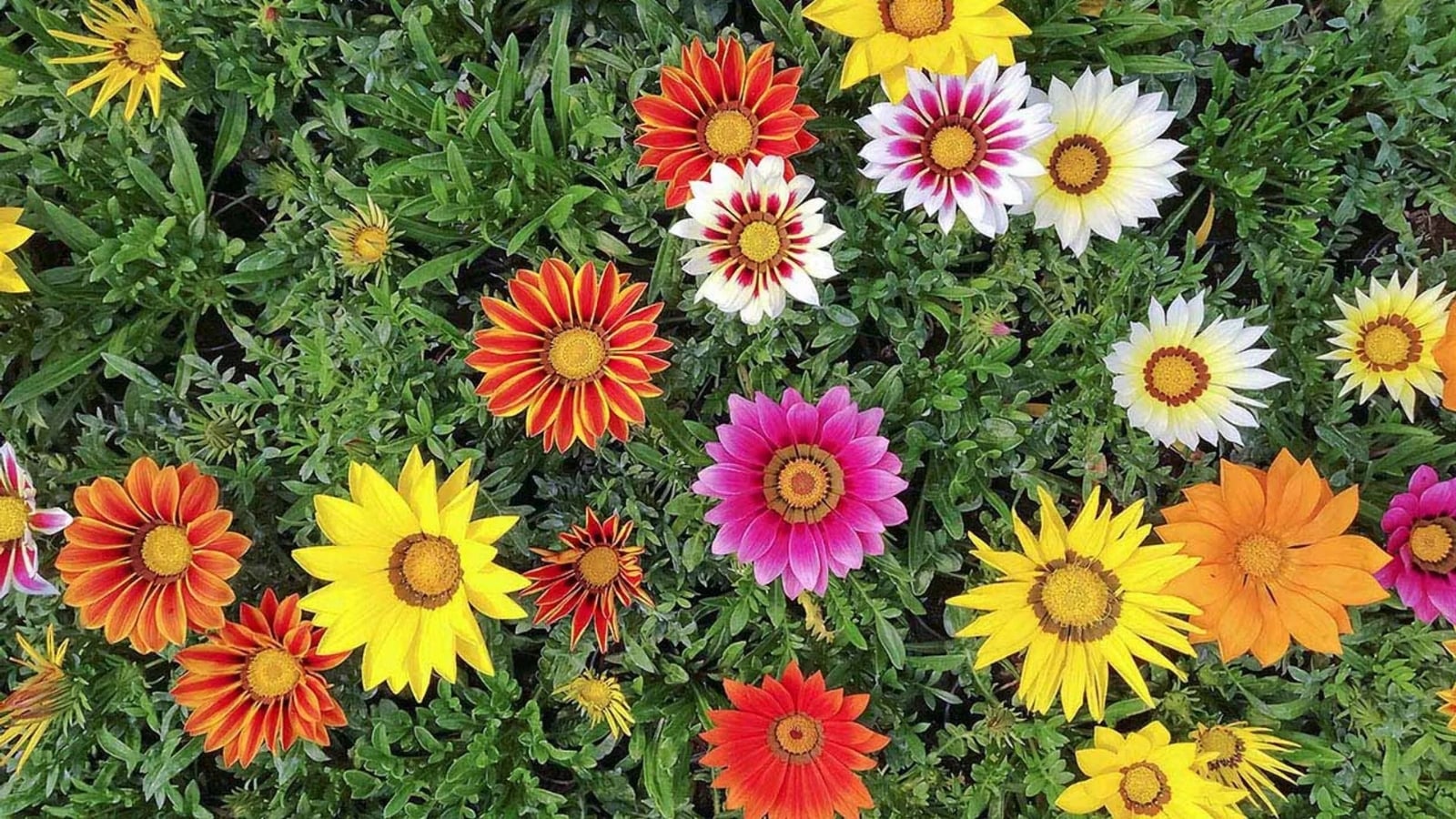 Gazanias