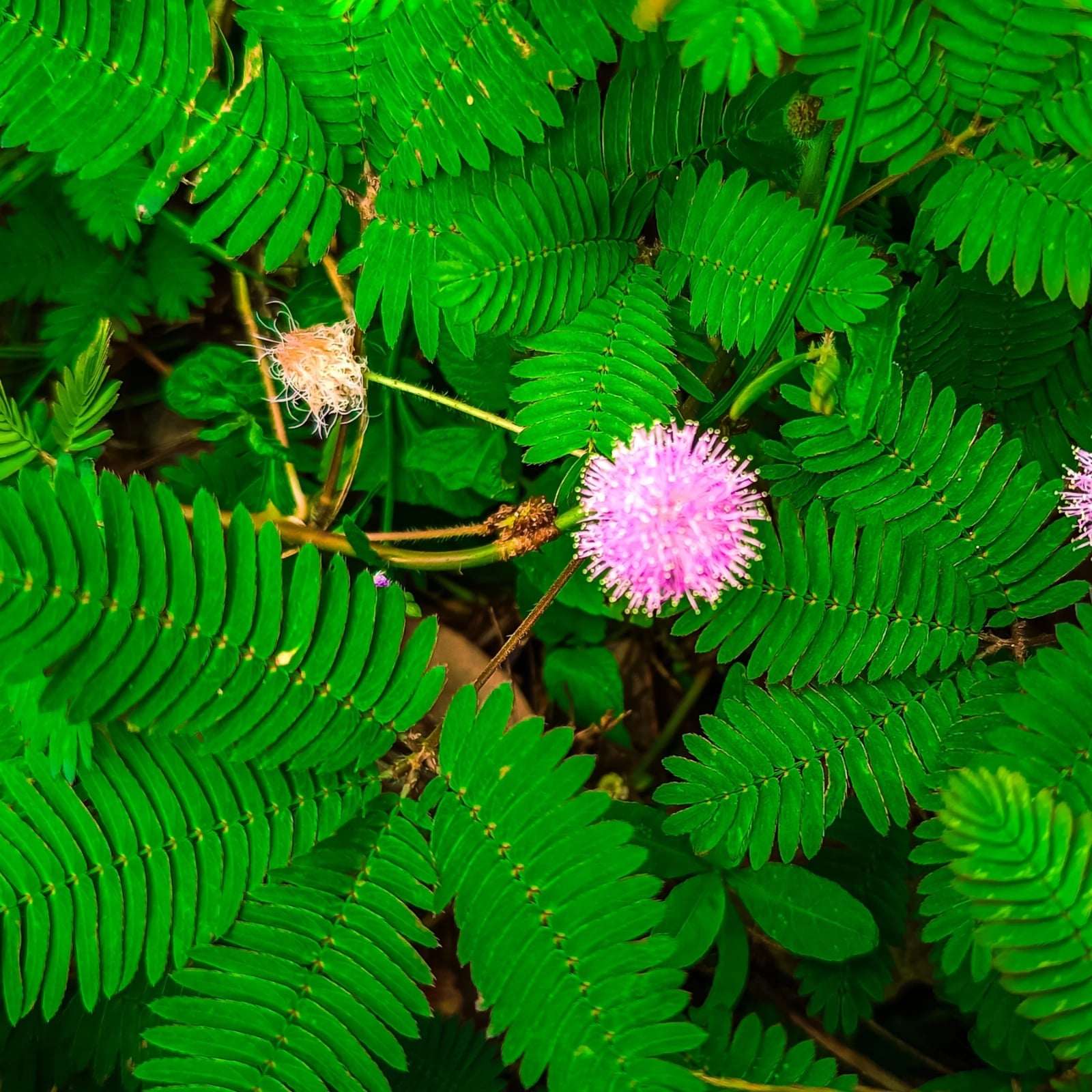 PlanteSensible_MimosaPudica(1)