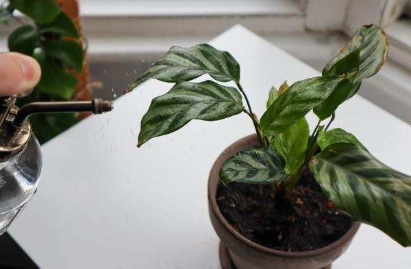 plantas3 fuente ecología verde