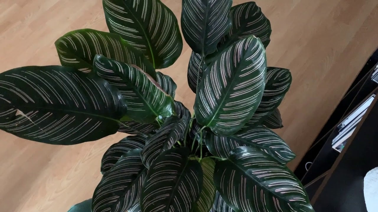 plantas1 youtube