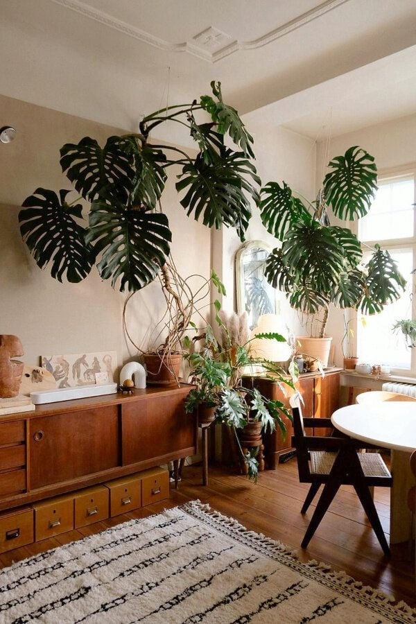 monstera deliciosa pinterest
